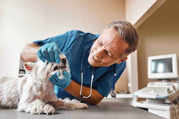 Best Emergency Tooth Extraction in Brimfield, OH
